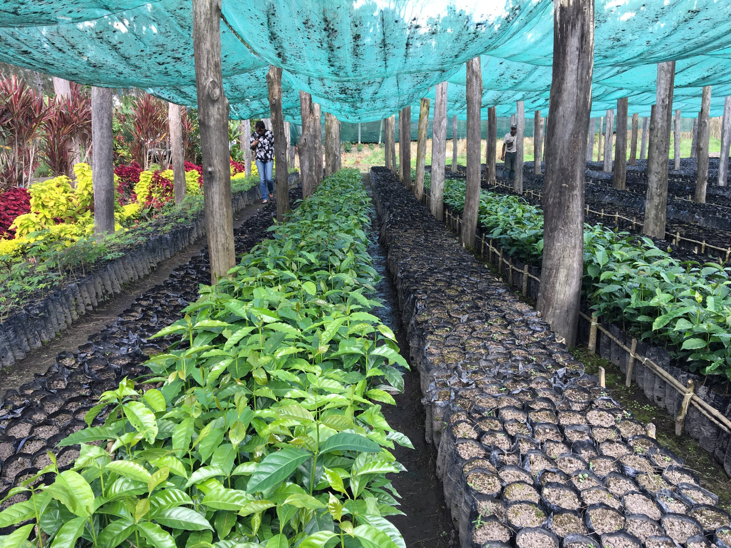 BUNUM WO ESTATE PEABERRY - Wahgi Valley, Papua New Guinea - A Medium Roast (washed process) - Mother Tongue Coffee