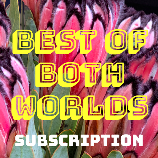 BEST OF BOTH WORLDS - subscription - mothertonguecoffeeroasters